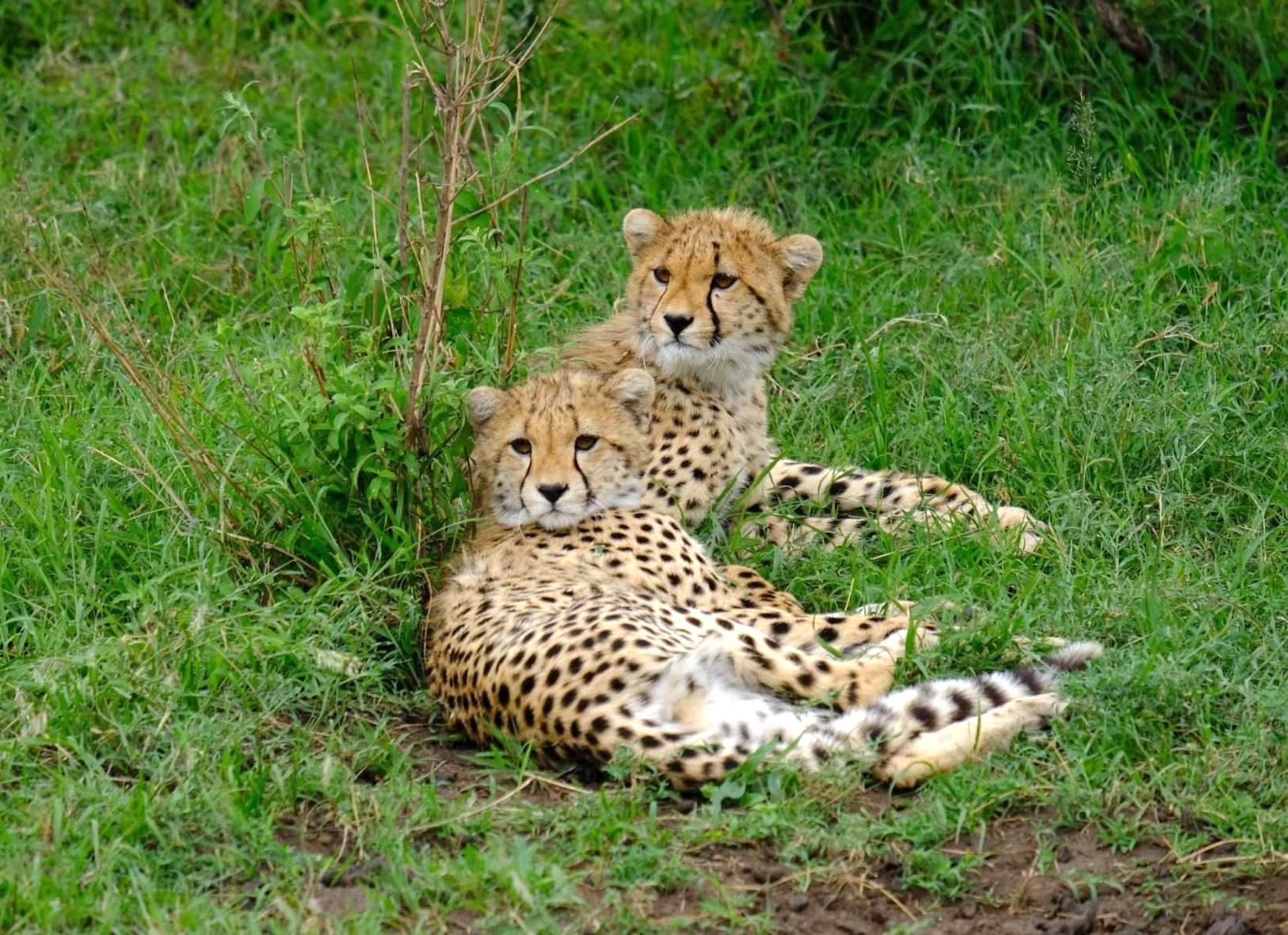 Mikumi National Park12