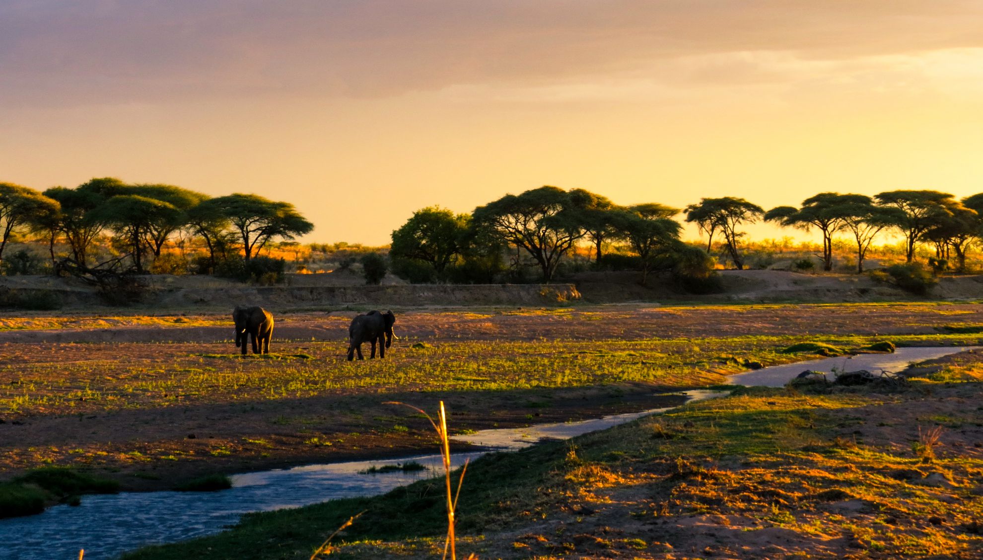 Ruaha National Park