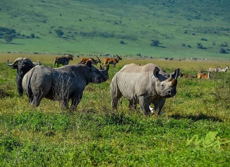 crater ngorongoro