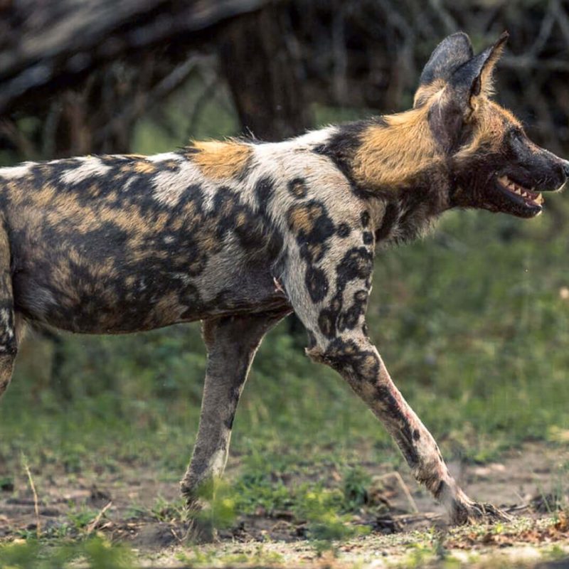 A-wild-dog-in-Tanzania (1)