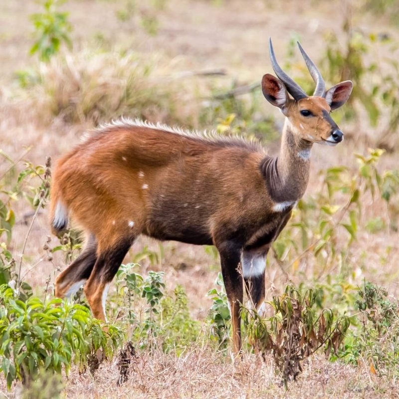 Arusha National Park2] (1)