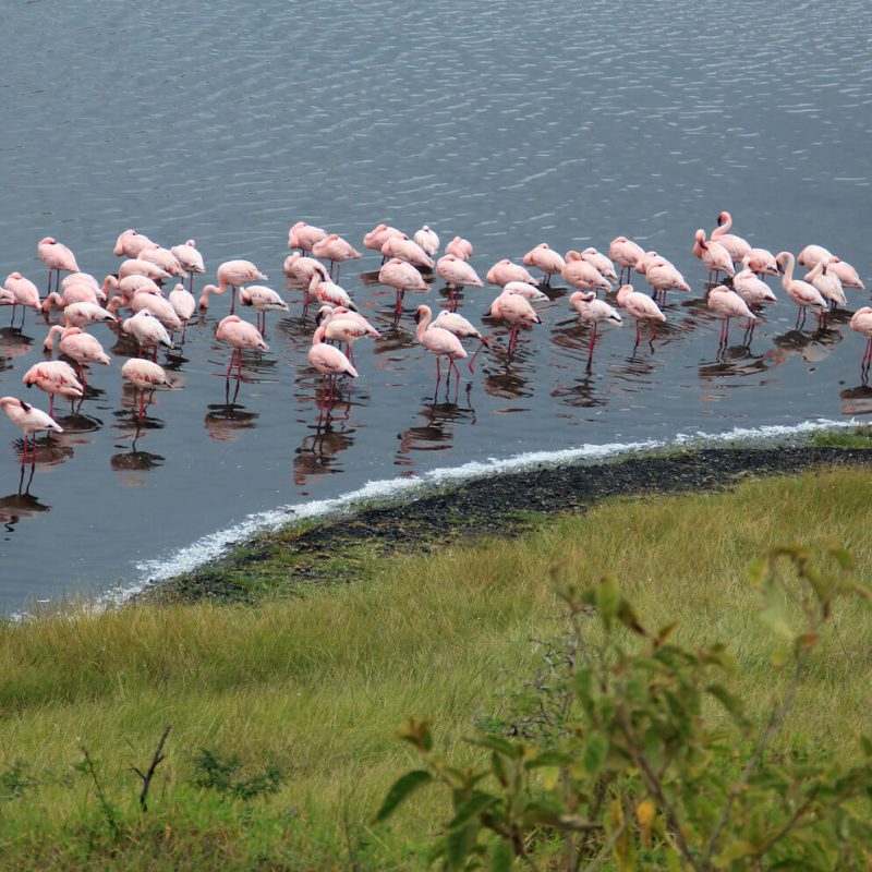 Flamingos_in_Arusha_National_Park (1)