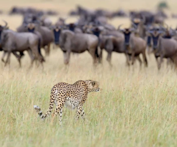 Great-Migration-Safaris