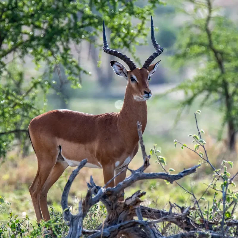 Impala-in-Tarangire-national-park (1)