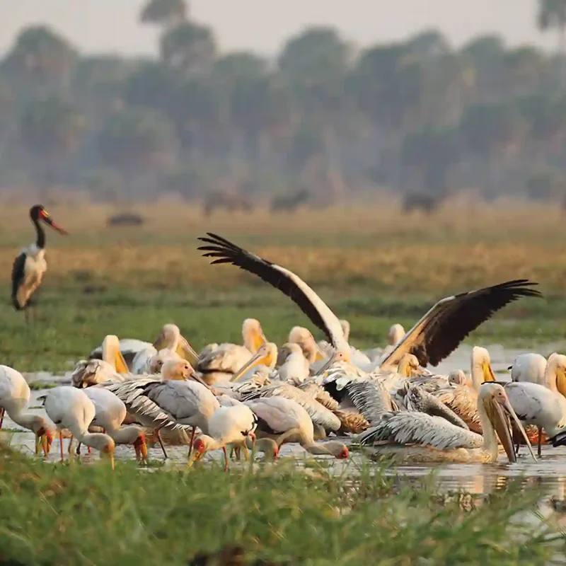 Katavi-National-Park-Flamingos (1)