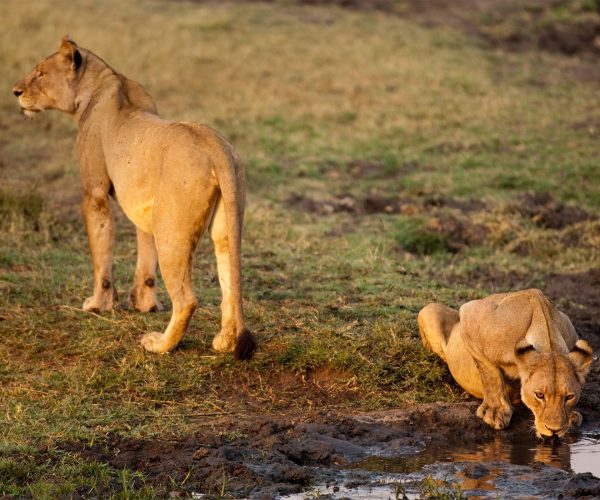 Katavi-National-Parks