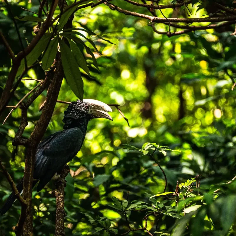 Lake-Manyara-National-Park bird.jpg (1)