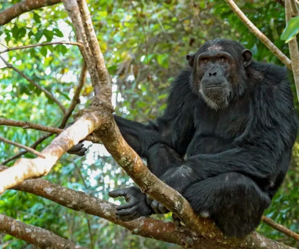 Mahale-National-Park