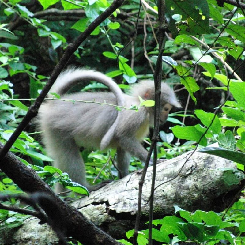 Mangabey_monkey,_Udzungwa_Mountains_National_Park