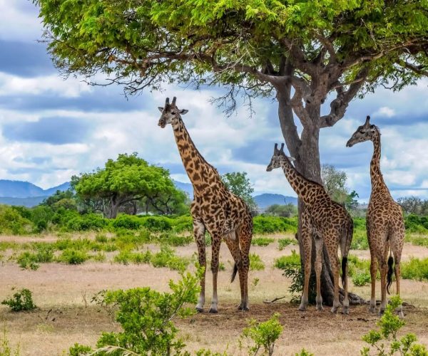 Mikumi National Park