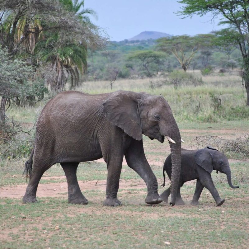 Mkomazi National Park elephants (1)