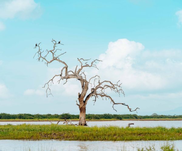 Nyerere-National-Park