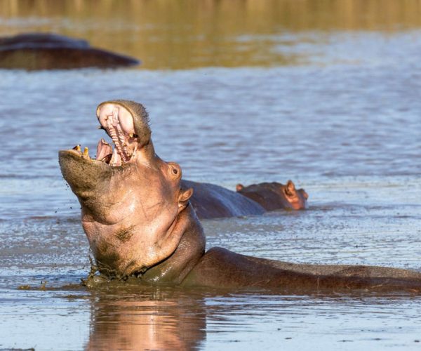 Nyerere-National-Park