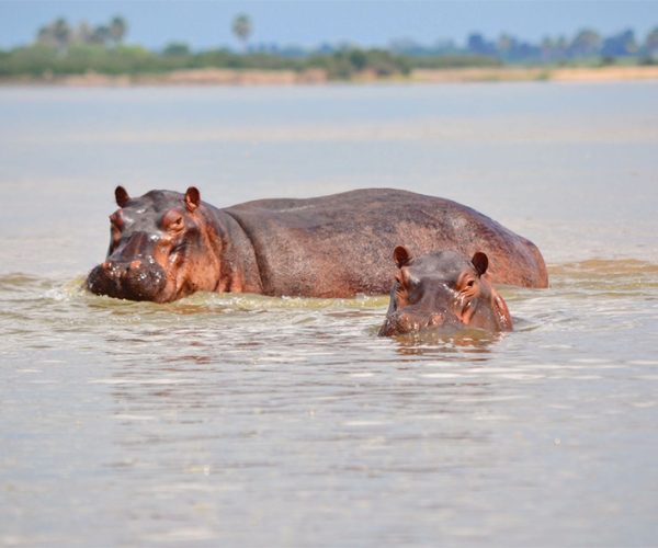 Nyerere National Park