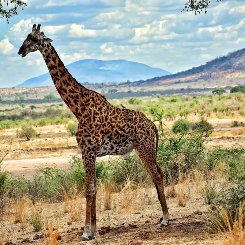Ruaha-National-Park-giraffe (1)