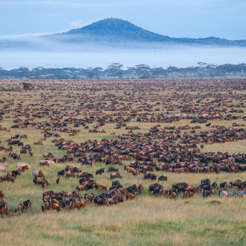 Serengeti-national-Park