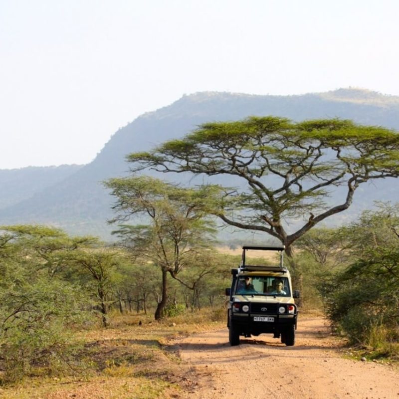 Tanzania-Game-drive (2)