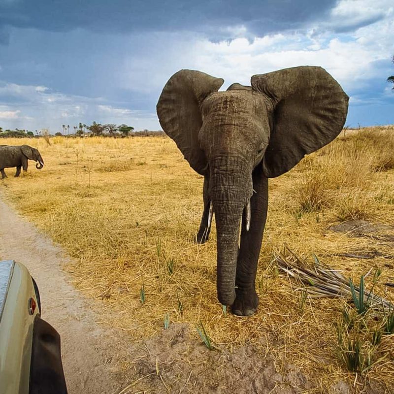 Tanzania-Ruaha-National-Park-Game-Drive-Wildlife-Elephants-Timbuktu-Travel (1)