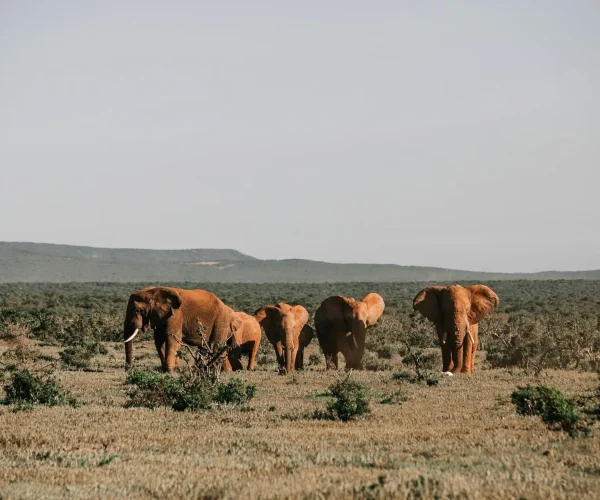 Tanzania-Safari-Tour