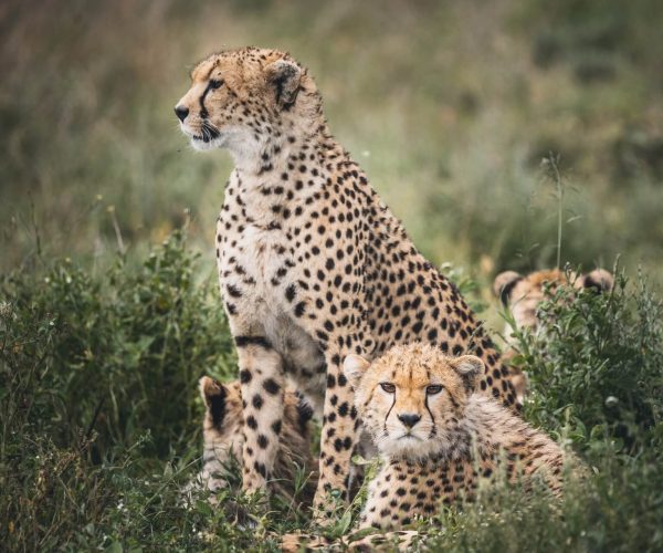 Tanzania-Wildlife-Safari