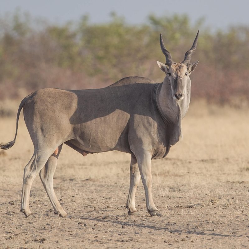 Taurotragus_oryx_-_young_bull (1)