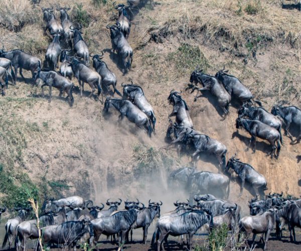 Wildebeest migration