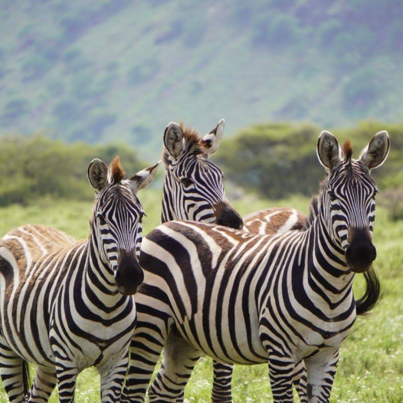arusha national park zebra (1)