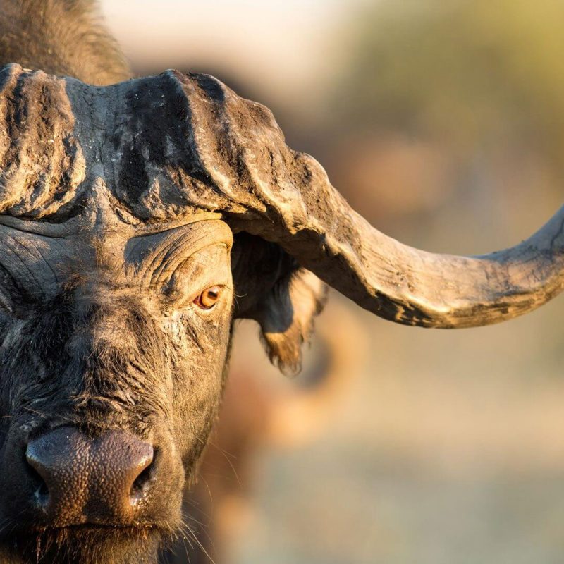 buffalo at ruaha (1)