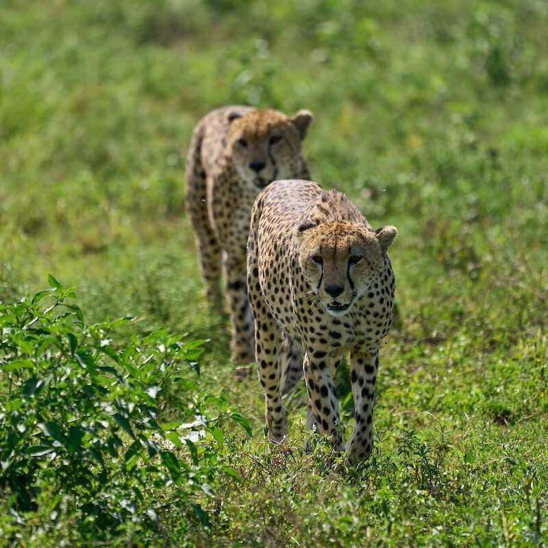 cheetah at lake manyara (1) (1) (1)