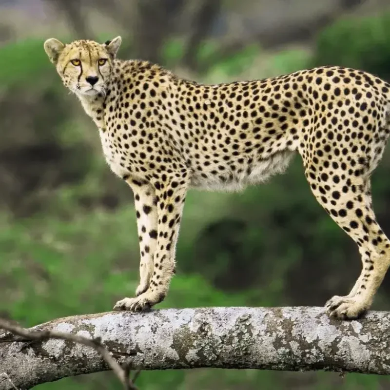 cheetah at mkomazi (1)