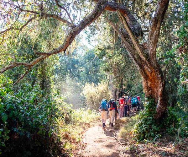 climbing lemosho route