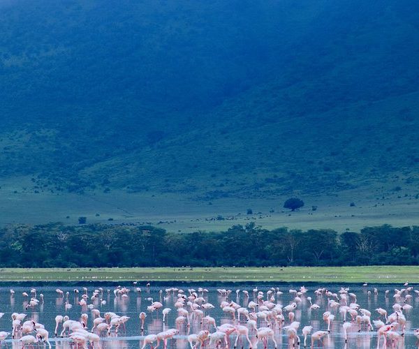 flamingos-at-lake-magadi