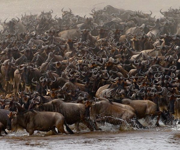great_migration_serengeti