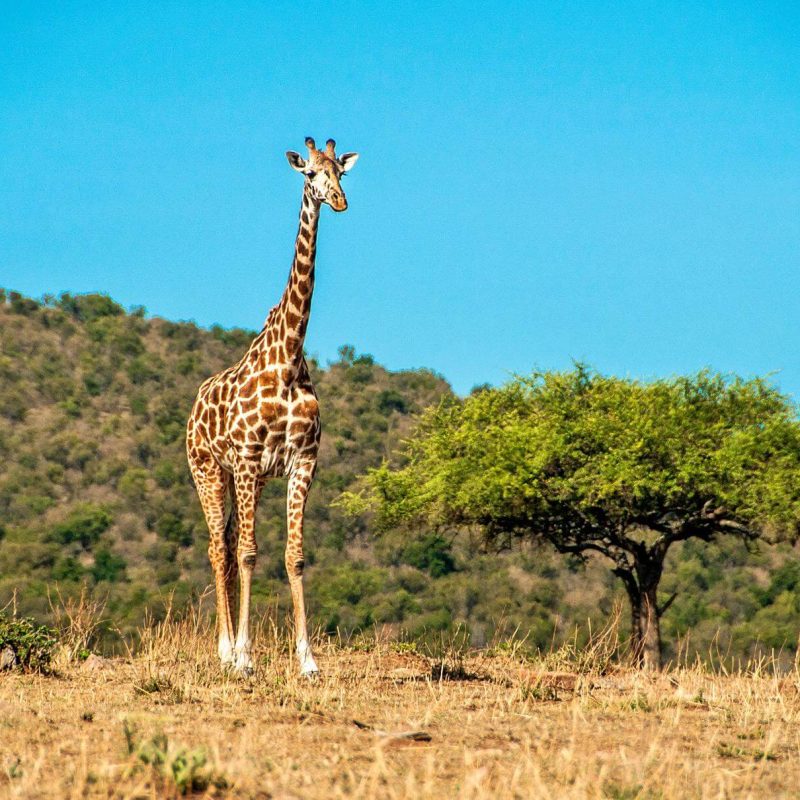 griaffes-featured (1)