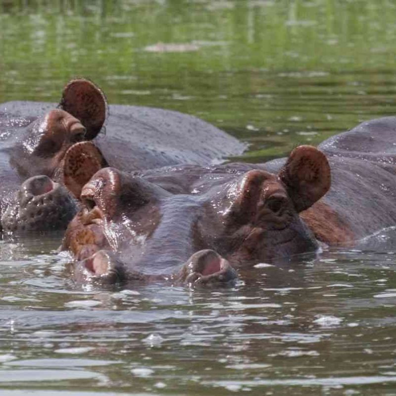 hippos at nyerere national park (1) (1)