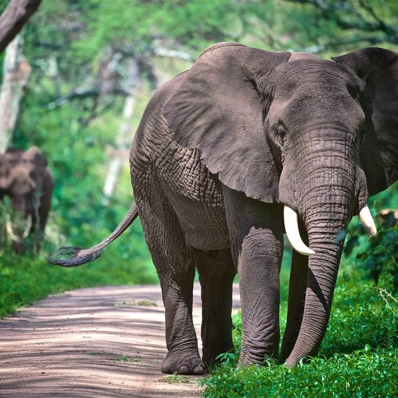 lake manyara elephant (1)