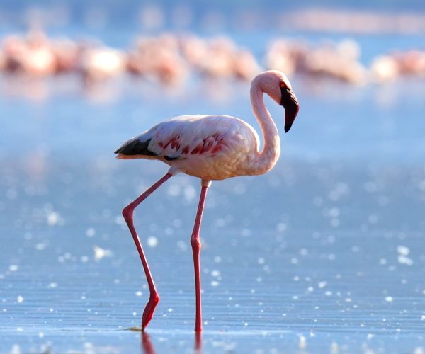 Flamingos on lake. Kenya, Africa