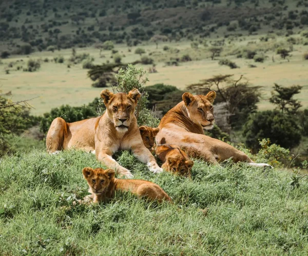 lions Tanzania