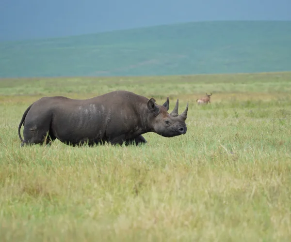 ngorongoro
