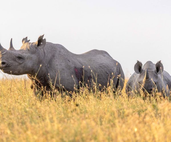 ngorongoro crater black rhino (1)