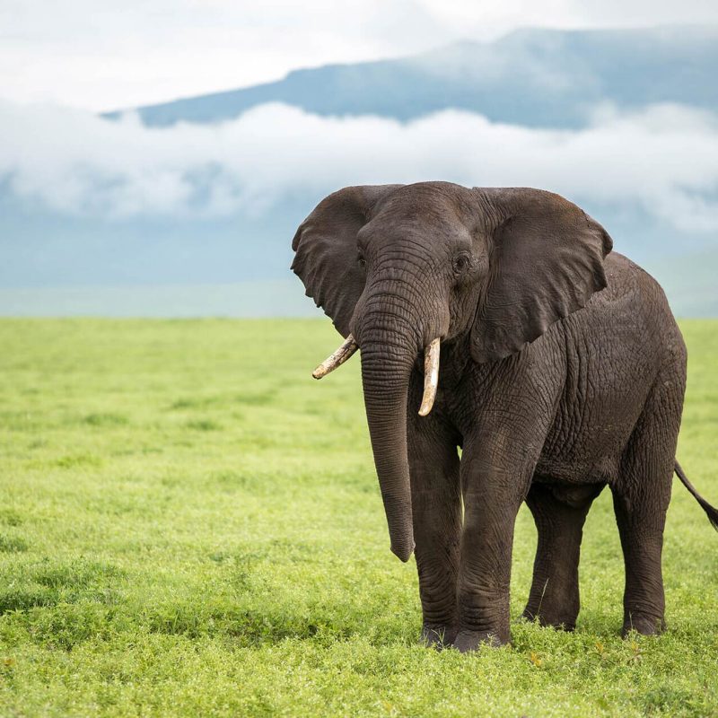 ngorongoro-elephant-tanzania_ (1)