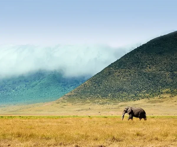 ngorongoro safari