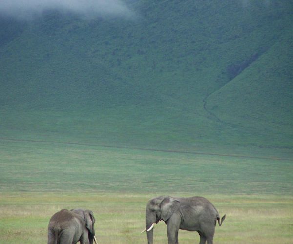 ngorongoro safari