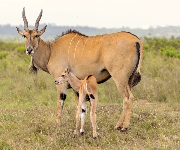 nyerere eland