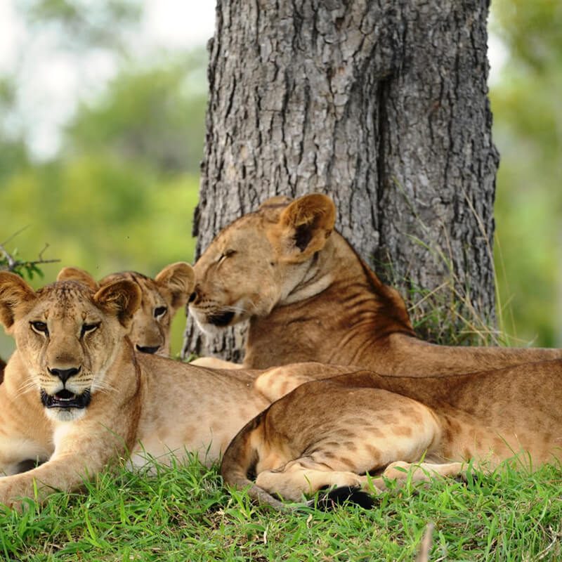 nyerere-national-park (1)