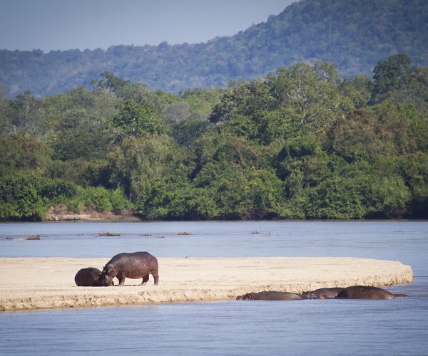 rufiji river nyerere