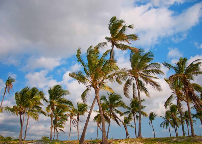 palm trees on the beach - national park saadani