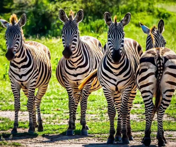 serengati zebras