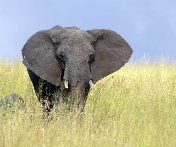 serengeti elephant