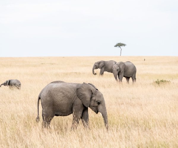 serengeti elephants